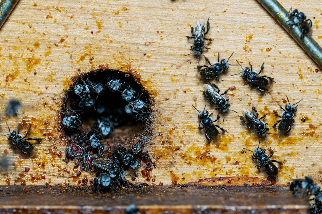 Bees gather around a hole in a wooden structure.