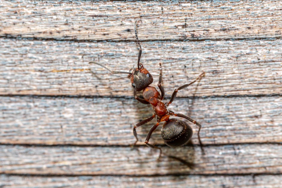 Macro shot of black-backed meadow ant (Formica pratensis) on wooden surface.