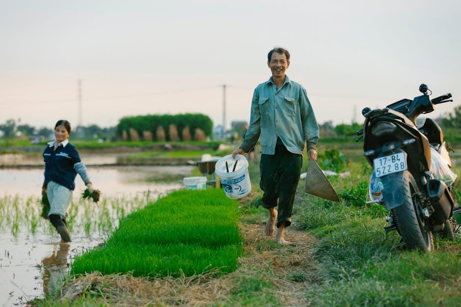 Two farmers work in a vibrant rice field with a motorbike nearby, capturing rural life and agriculture.