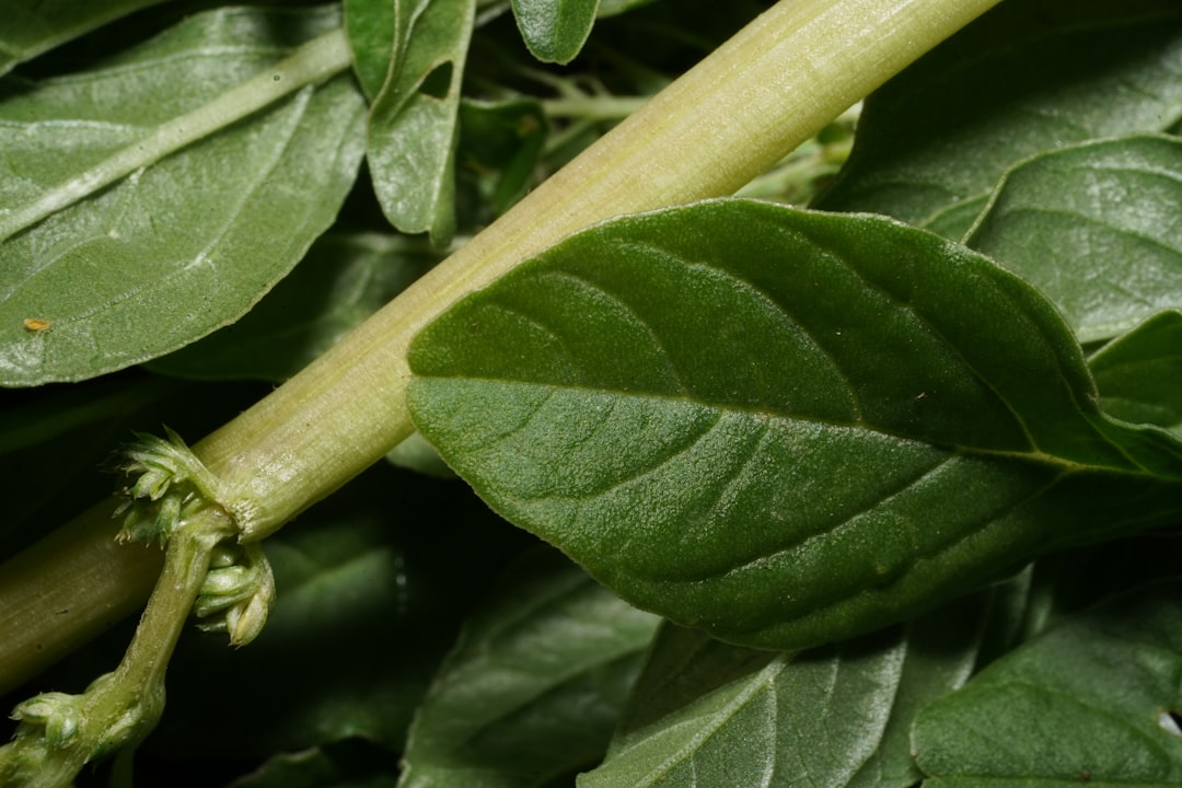 close-up photo of green leaves